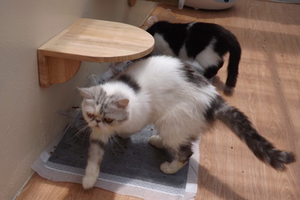 店内の猫